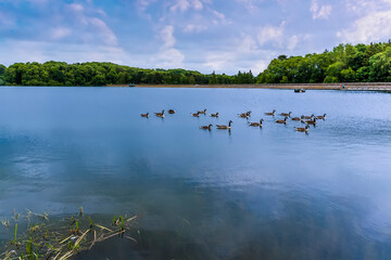 Wall Mural - A flock of geese on the still waters of Raventhorpe Water, Northamptonshire, UK