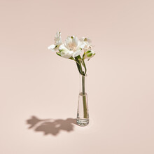 White Flower And Vase Minimal Summer Or Spring Still Life On Pastel Pink Background. Sunlight, Hard Shadow. Wedding, Party Fashion Concept