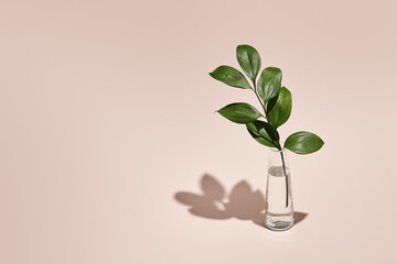 green leaf and vase minimal summer or spring still life on pastel pink table. sunlight, hard shadow.