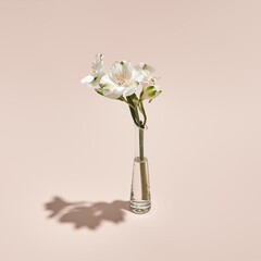 white flower and vase minimal summer or spring still life on pastel pink background. sunlight, hard 