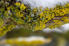 Closeup Of Common Orange Lichen (yellow Scale) On A Snow Covered Wooden Tree Branch In Winter