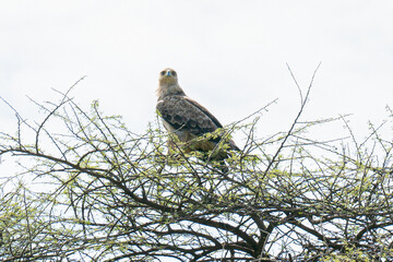 eagle resting on the top of the tree - serengeti, tanzania