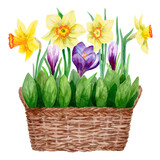 Fototapeta Tulipany - Spring flowers daffodils and crocuses flowers in a wicker basket. Watercolour. The images are hand-drawn and isolated on a white background.