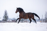 Fototapeta Konie - Braunes Pferd hat Spaß im Schnee