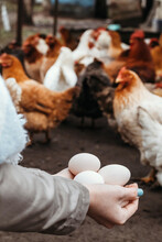 Chicken Domestic Eggs In Hands. Selective Focus.