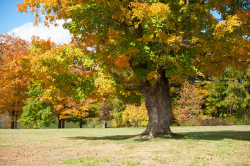 Wall Mural - Fall Trees 6