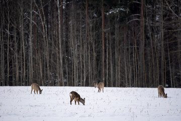 Roe deer have come out of the forest on a white cereal field in search of food