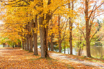 Wall Mural - Fall Trees 3