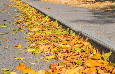 Wall Mural - Yellow autumn leaves lie on the road near the curb