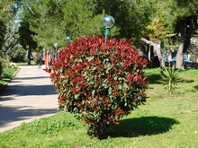 A Photinia Fraseri Red Robin Shrub With Red And Green Leaves In A Park In Attica, Greece