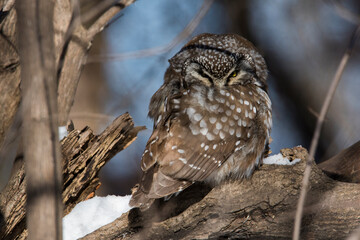 Poster -  boreal owl or Tengmalm's owl (Aegolius funereus) in winter