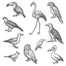 Set Of Isolated Bird Wildlife Sketches. Songbird And Owl, Pelican And Gull, Ara Parrot And Toucan, Hummingbird Or Colibri, Flamingo And Hawk, Eagle. Flying Animal Vintage Vector Sign. Ornithology