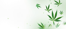 Flying Cannabis Leaves And Seeds At Light Green Background.Creative Concept CBD Product Layout. Long Wide Banner With Copy Space.