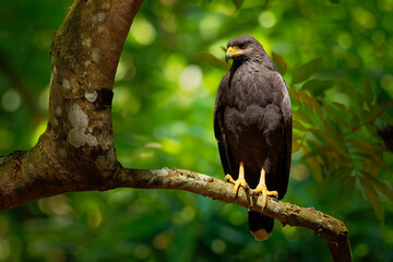 Wall Mural - Common Black Hawk - Buteogallus anthracinus  a big dark bird of prey in the family Accipitridae, formerly Cuban black-hawk (Buteogallus gundlachii) as a subspecies, sitting on the tree