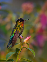 Wall Mural - Fiery-throated Hummingbird - Panterpe insignis medium-sized hummingbird breeds only in the mountains of Costa Rica and Panama, orange breast, sitting in the middle of flowers