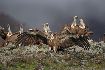 Wall Mural - Griffon vultures in the Rodopi mountain range. Vultures are warming on the rock. Vultures spread the wings. 