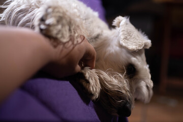 Adorable schnauzer at home resting