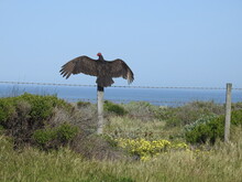 Turkey Vulture With Wings Spread, Gathering The Warmth Of The Sun Along The Pacific Coast Highway, California State Route 1. 