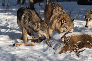 Wall Mural - Grey Wolf (Canis lupus) Sniffs at Body of White-tail Deer Winter