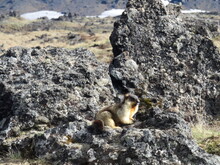 A Cute Marmot (evrazhka) At Tolbachik Volcano In Kamchatka In Russia