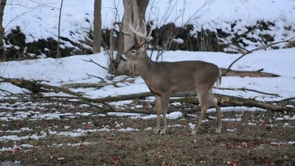 Wall Mural - Winter Deer