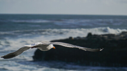 seagull flying over the sea