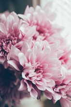 Close Up Of Pastel Pink Flowers In Natural Light.