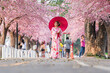 © geargodz - woman in yukata (kimono dress) holding umbrella and looking sakura flower or cherry blossom blooming in garden