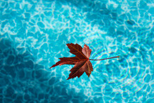 Red Maple Leaf Is Floating On Top Of Water Of A Backyard Swimming Pool