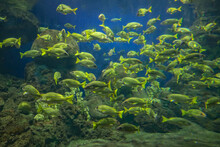 Yellow Fish Swimming Inside Aquarium.