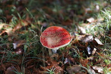 Red Wild Mushroom - Mood Of Alice Wonderland