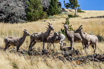 Bighorns (Ovis canadensis) in Yellowstone National Park, USA