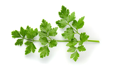 Sticker - Bunch leaves parsley isolated over white background
