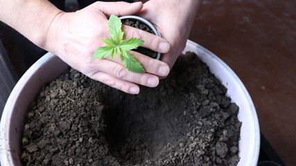 Wall Mural - transplanting a young cannabis plant from a pot into a large container with soil by male hands, seasonal gardening and growing useful plants, growing marijuana at home