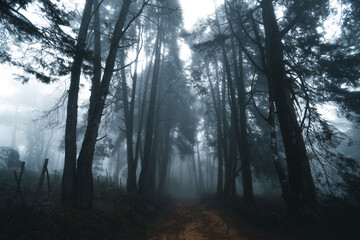 Wall Mural - Misty forest,Fog and pine forest in the winter tropical forest