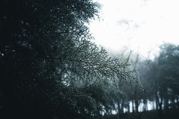 Wall Mural - Misty forest,Fog and pine forest in the winter tropical forest