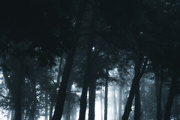 Wall Mural - Misty forest,Fog and pine forest in the winter tropical forest