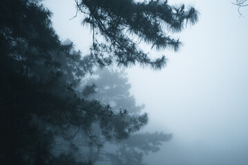 Wall Mural - Misty forest,Fog and pine forest in the winter tropical forest