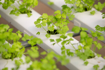 herbs in a garden