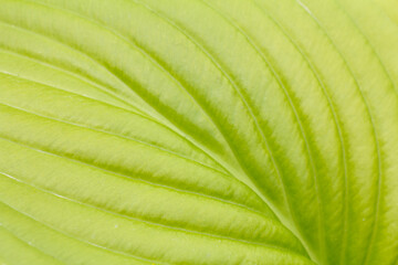 Wall Mural - Green leaf surface with natural pattern in the garden.