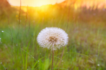 Wall Mural - dandelion in a field at orange sunset freedom.