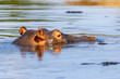 © Lars Johansson - Hippopotamus in a river in Africa