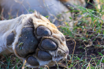 Sticker - Lion paw in the grass