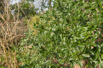 Wall Mural - Winter Foliage of the Bright Green Leaves on an Evergreen Oak Tree (Quercus crispipilis) Growing in a Woodland Garden in Rural Devon, England, UK