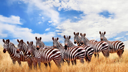 Wall Mural - wild zebras in the african savanna against the beautiful blue sky with white clouds. wildlife of afr