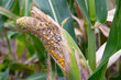 Close up of immature, diseased and moldy corn cob on the field