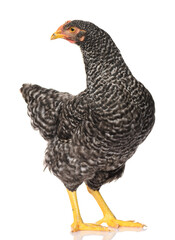 Wall Mural - one black chicken isolated on white background, studio shoot