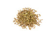 Dry fennel on a white background