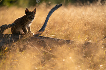 Wall Mural - Lynx cub on fallen tree trunk in the golden morning light with yellow grass