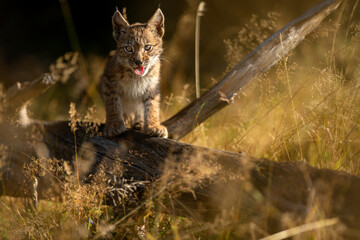 Wall Mural - Small lynx cub with open mouth and tongue out looking ahead to the camera.